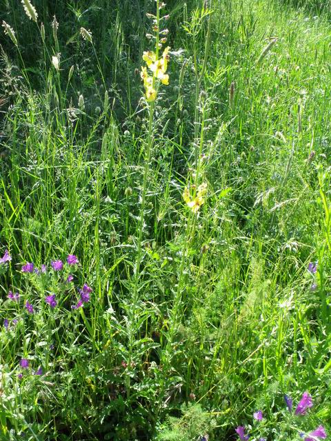 Verbascum blattaria